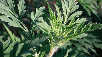 ambroisie du tournesol